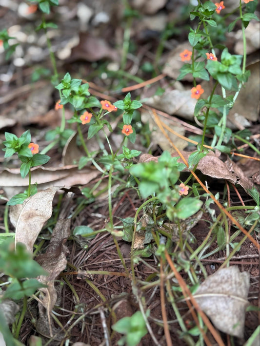 Scarlet Pimpernel Flower Essence