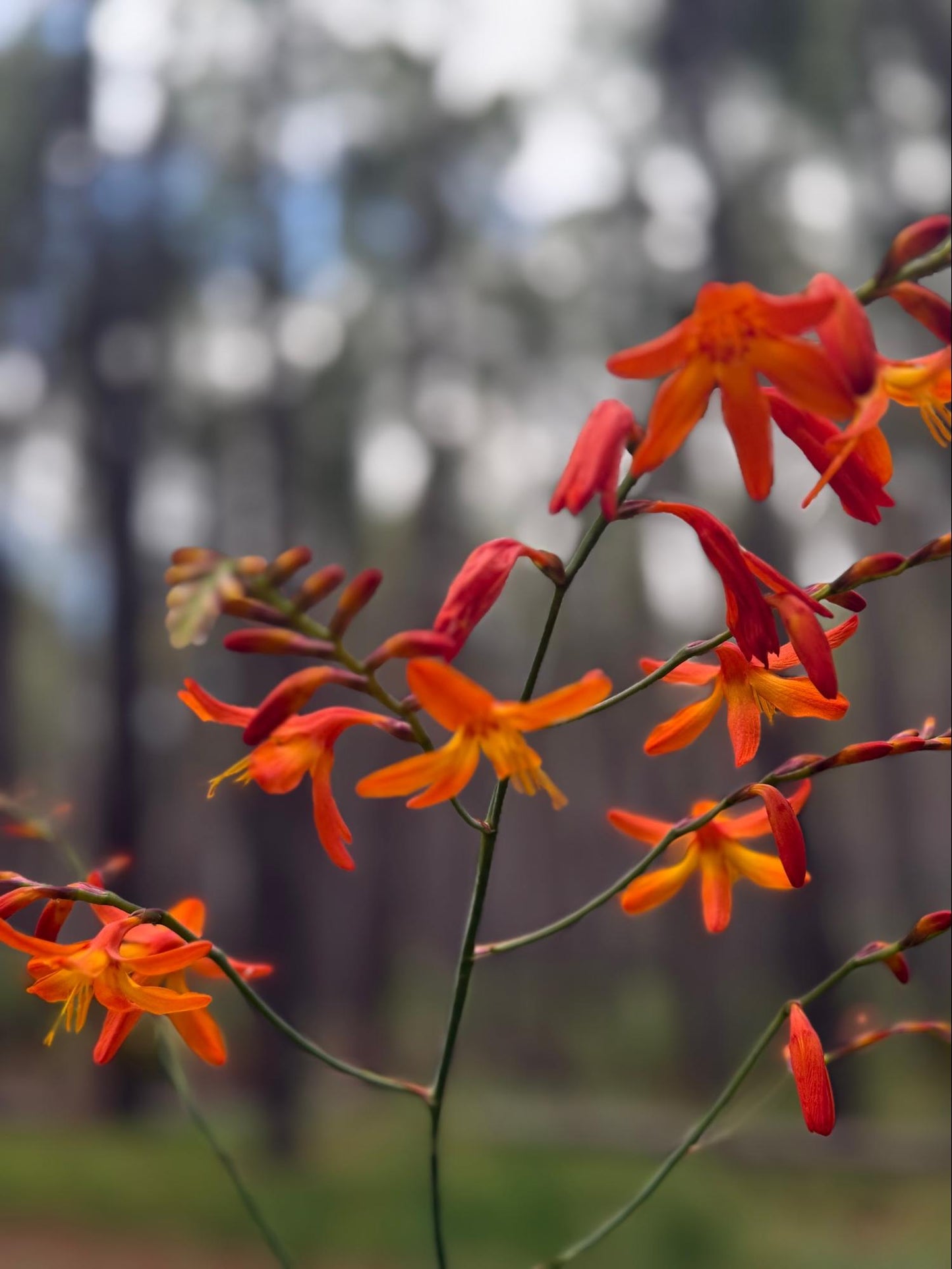 Falling Stars Flower Essence
