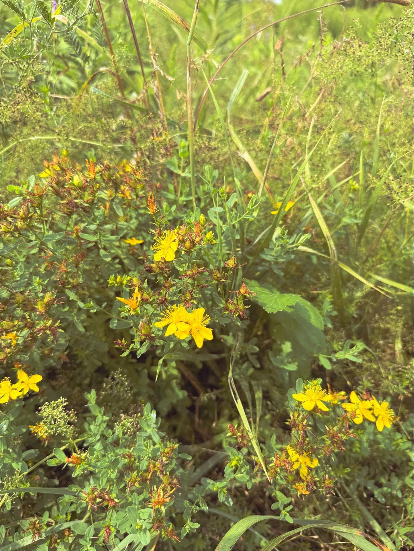 Saint John’s Wort Flower Essence