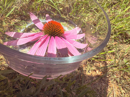 Echinacea Flower Essence