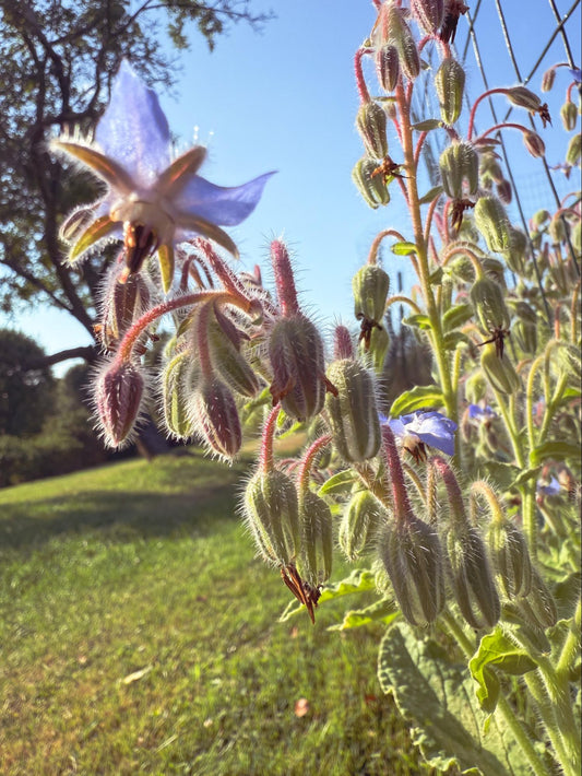 Borage Flower Essence