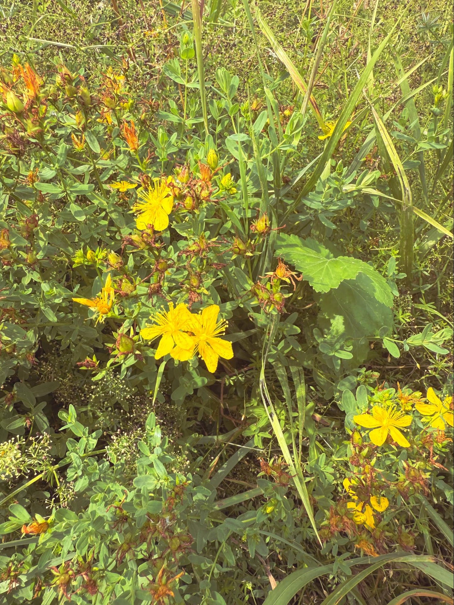 Saint John’s Wort Flower Essence