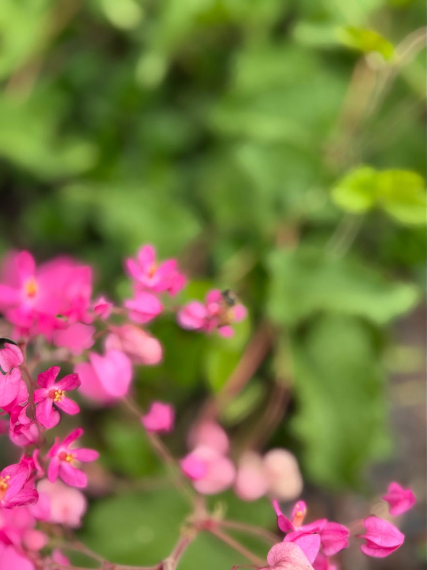 Chain of Love Flower Essence