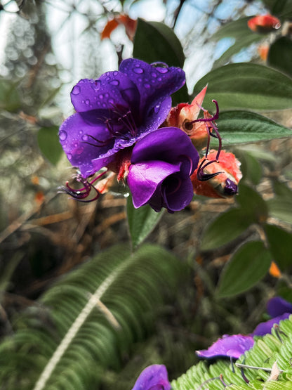 Lunar Bloom Flower Essence.