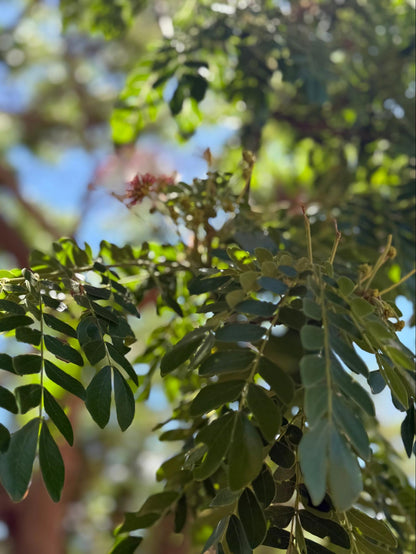 Hawaiian Raintree Flower Essence