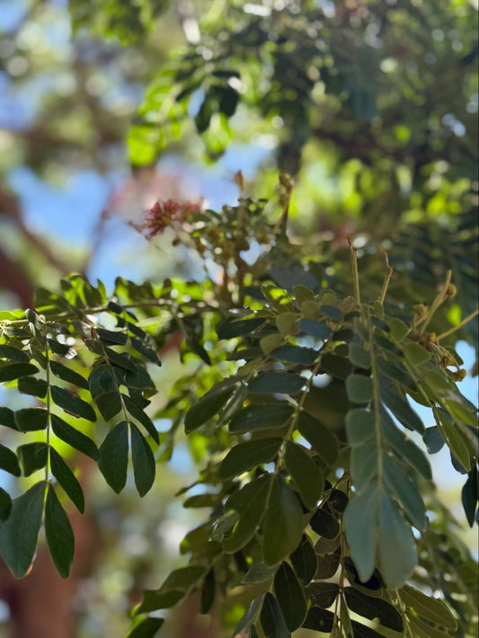 Hawaiian Raintree Flower Essence