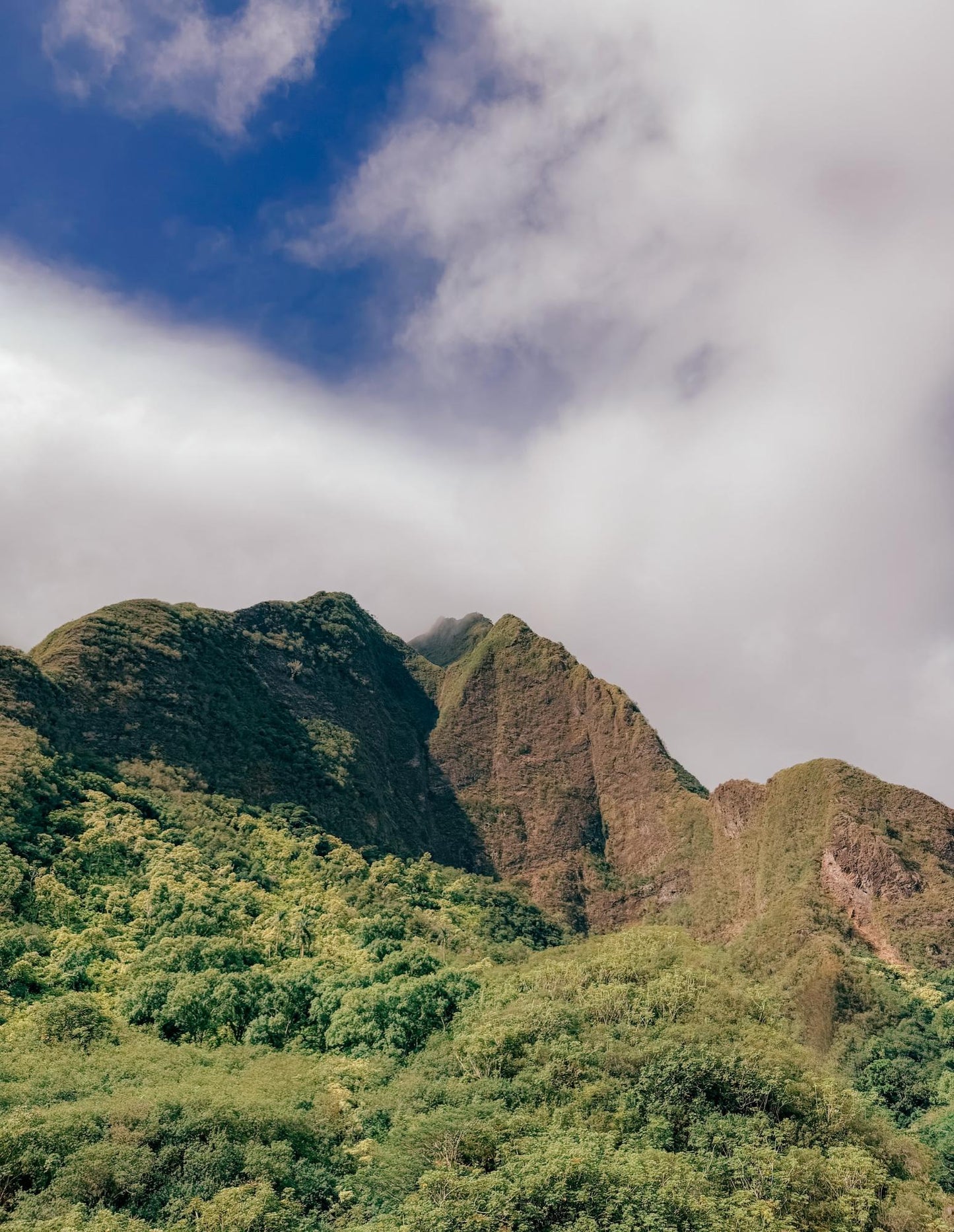 Scarlet Pimpernel Flower Essence