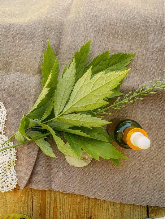 Black Cohosh Flower Essence