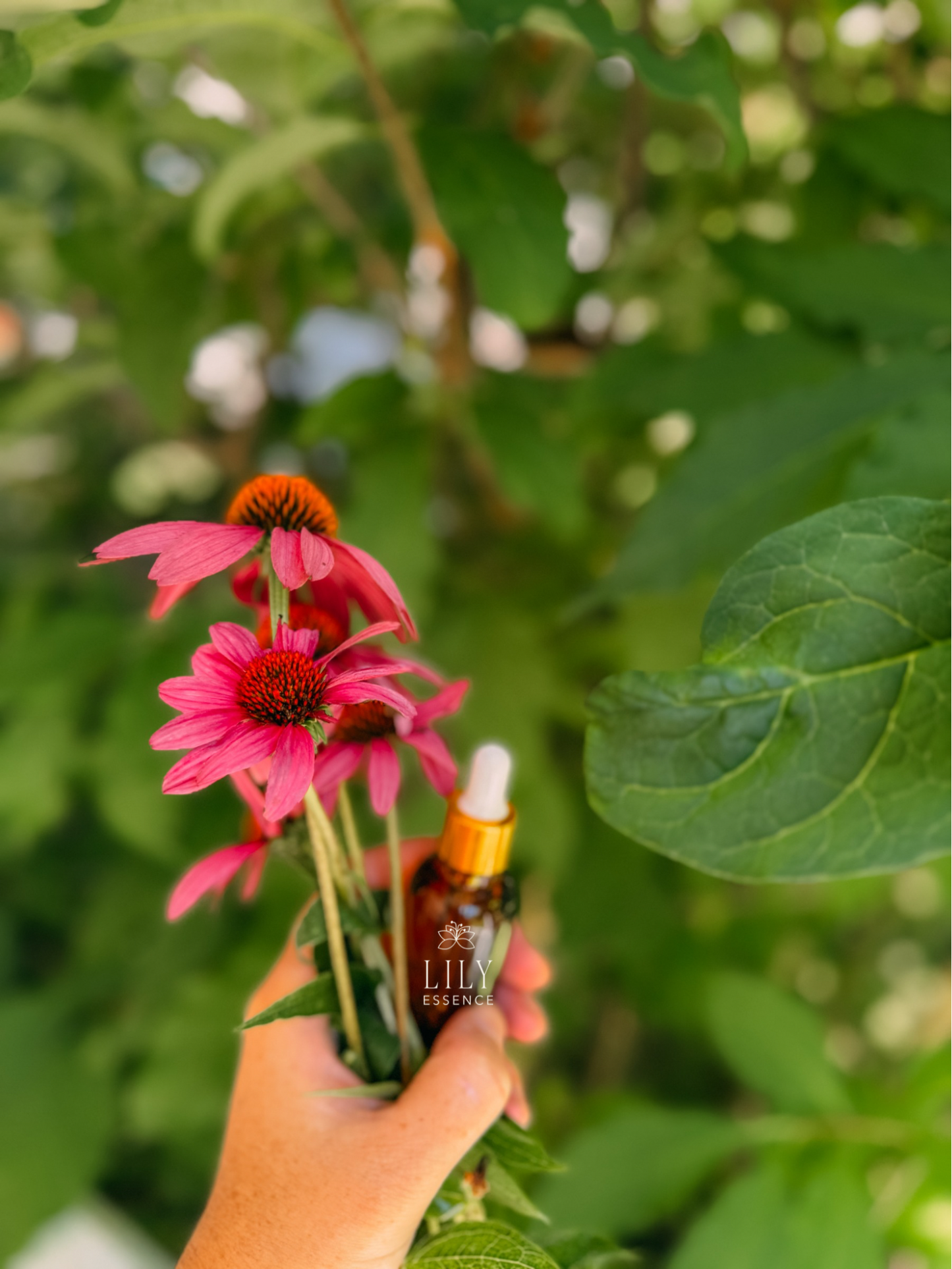 Echinacea Flower Essence