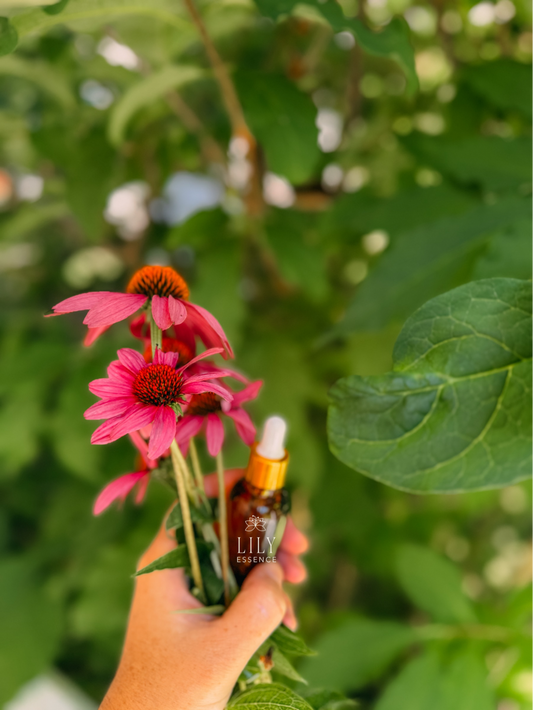 Echinacea Flower Essence