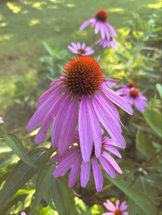 Echinacea Flower Essence